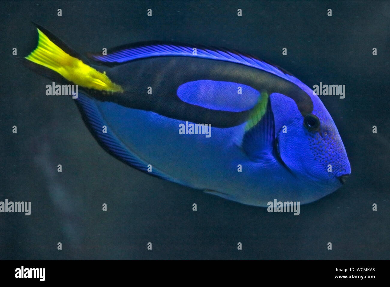 Paracanthurus Hepatus Blue Tang Doctor Fish, Surgeonfish Flag Tail  Surgeonfish Graphic Illustrations Pallet Surgeonfish Stock Illustration -  Illustration of reptile, yellow: 288417927