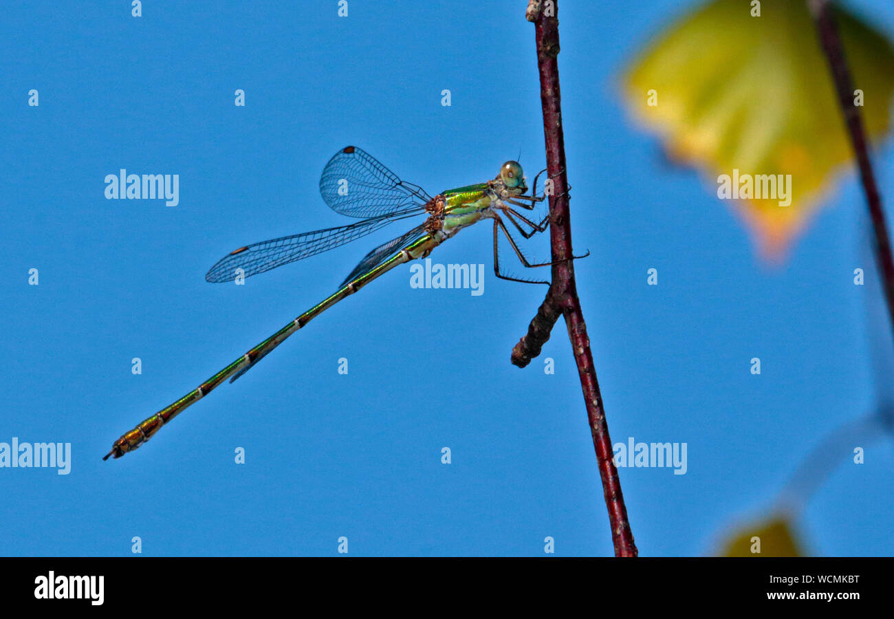 Willow Emerald Damselfly (chalcolestes viridis), UK Stock Photo