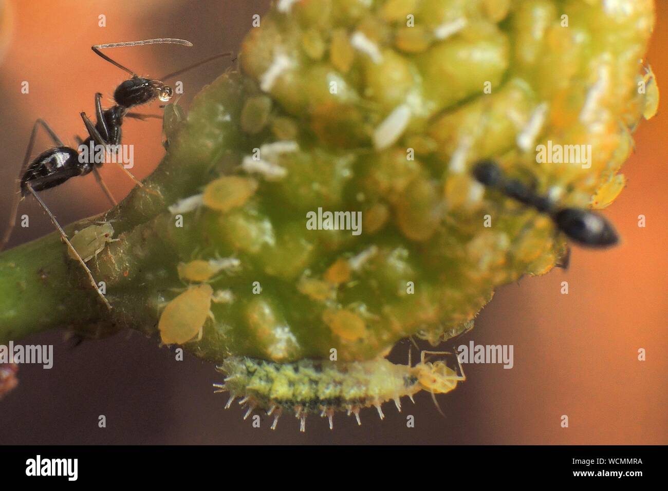 Insects On Blackberry Fruit Stock Photo Alamy