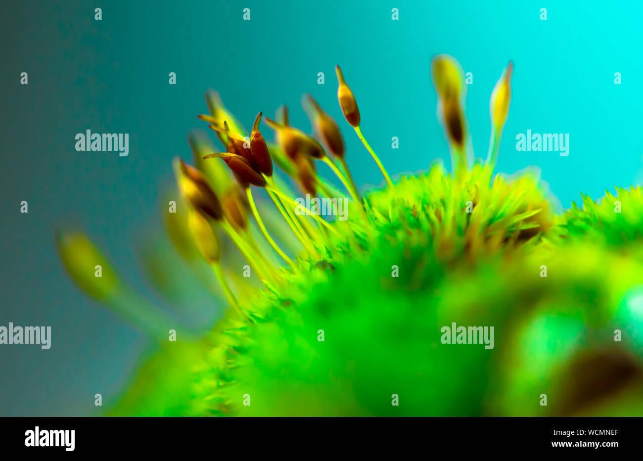 Extreme close up moss hi-res stock photography and images - Alamy