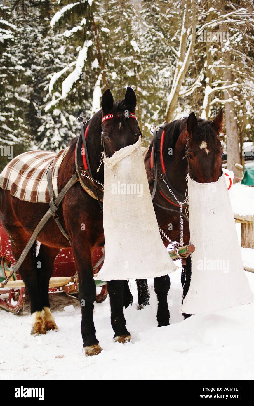 Horses With Covered Mouths Standing On Field During Winter Stock Photo