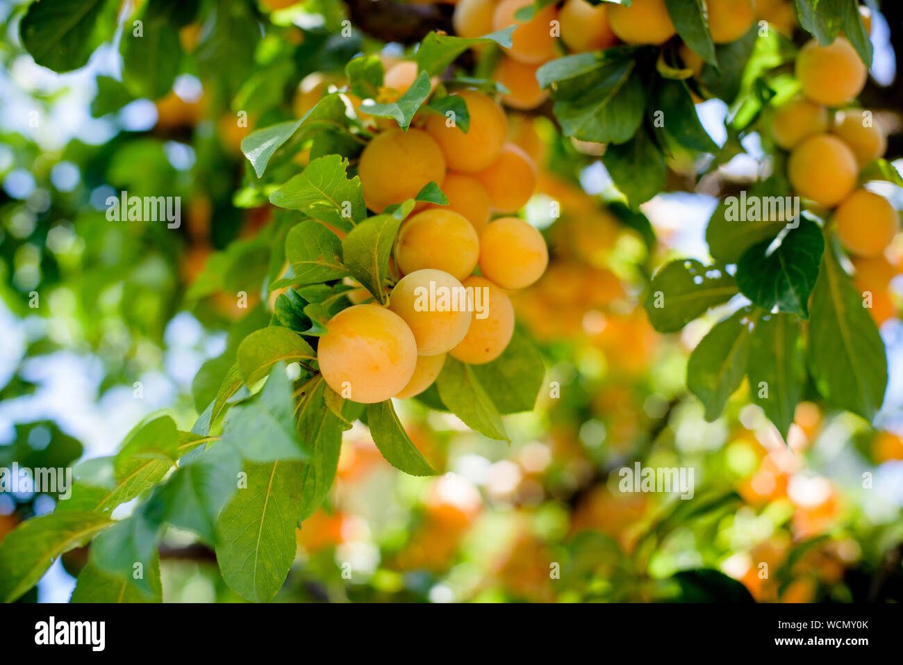 Plums growing tree hires stock photography and images Alamy