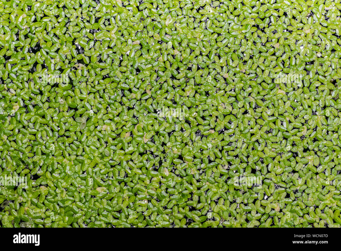 Full Frame Shot Of Duckweed In Pond Stock Photo