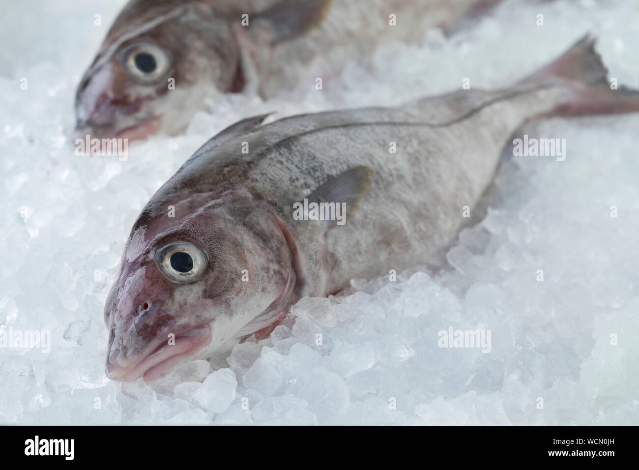 Fresh raw whole haddock fish cooled on ice Stock Photo Alamy