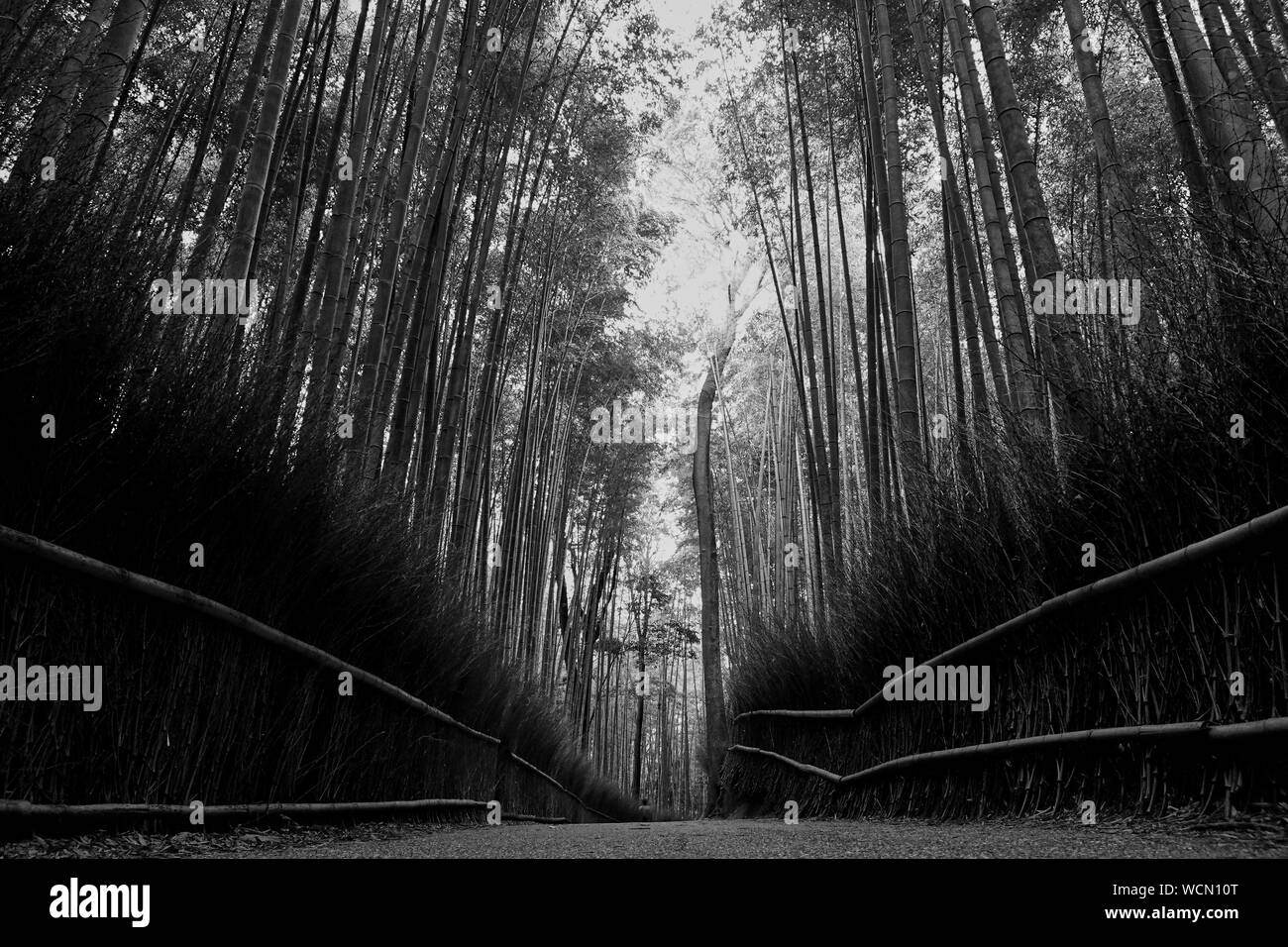 Bamboo forest in Arashiyama,Kyoto,Japan Stock Photo