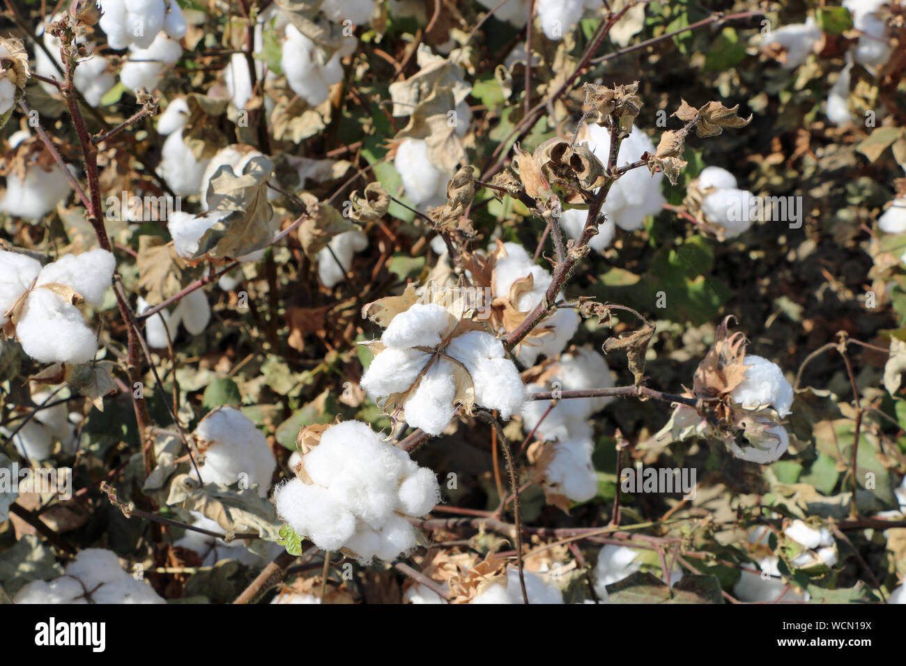 Cotton plants in a field Stock Photo