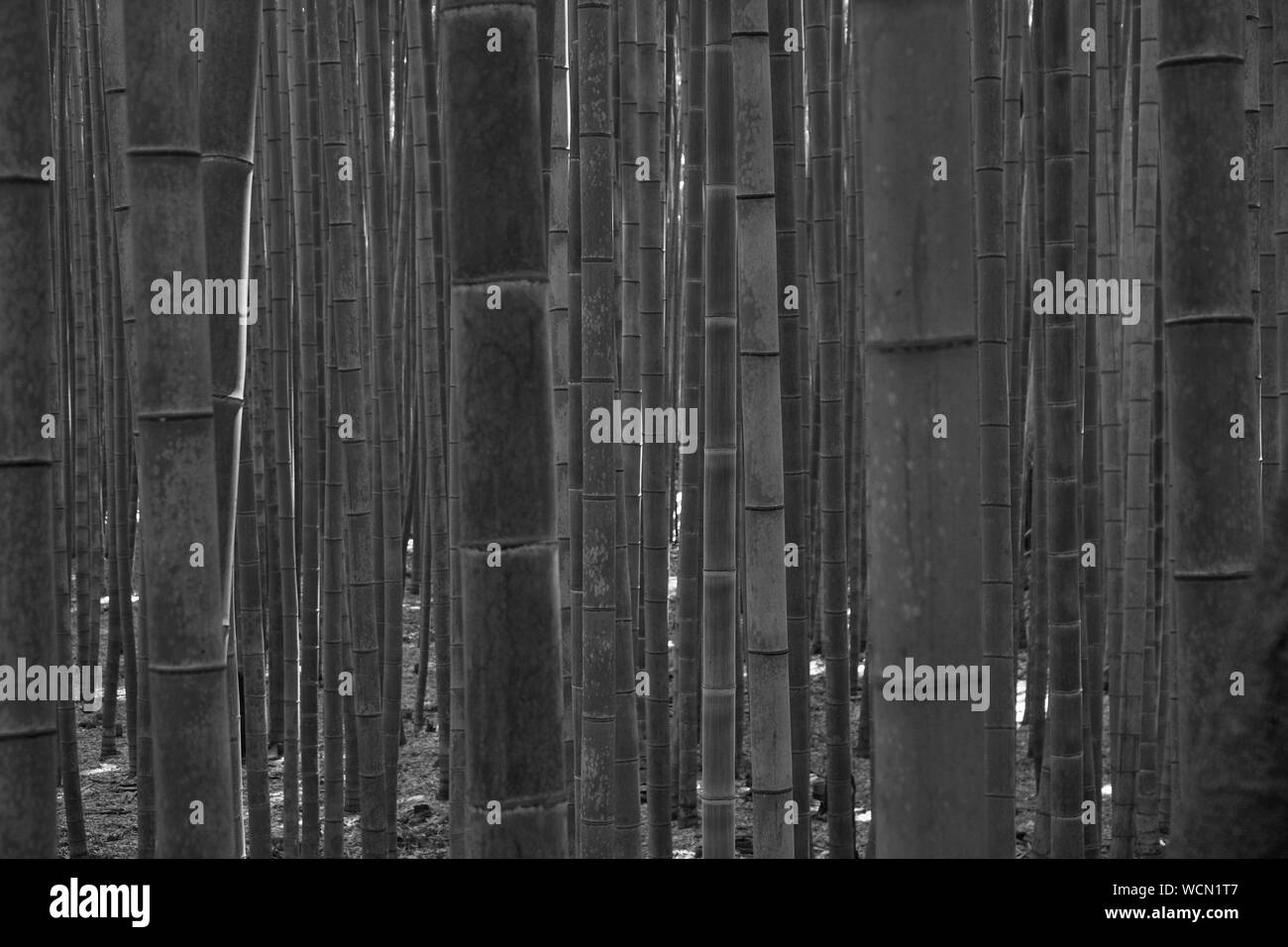 Blurred bamboo in bamboo forest in black and white style Stock Photo