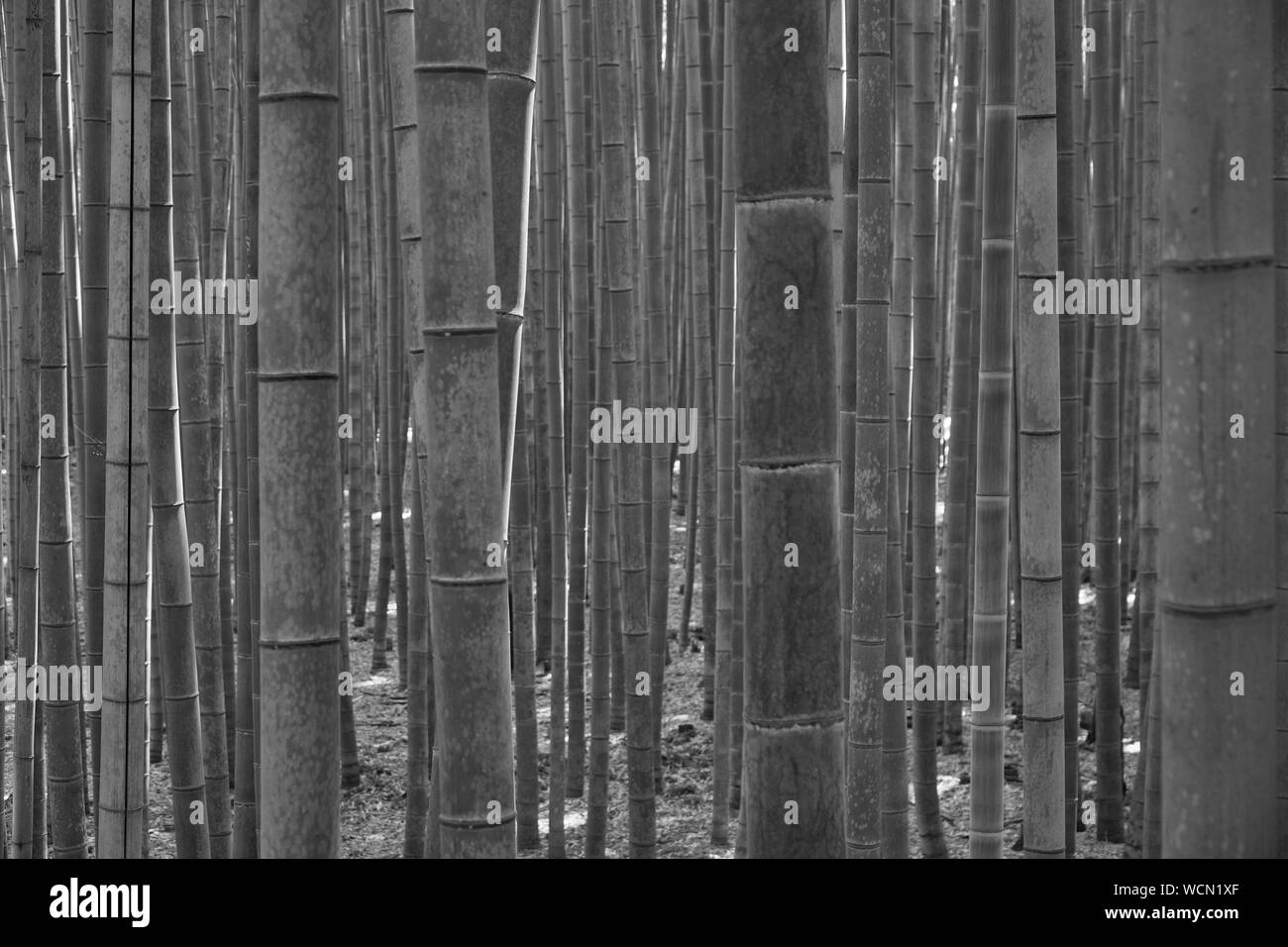 Blurred bamboo in bamboo forest in black and white style Stock Photo