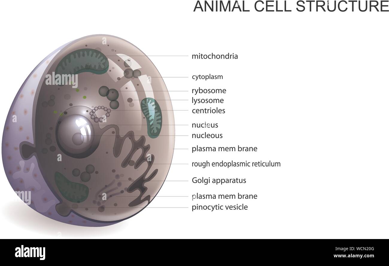vector illustration of the structure of an animal cell Stock Vector