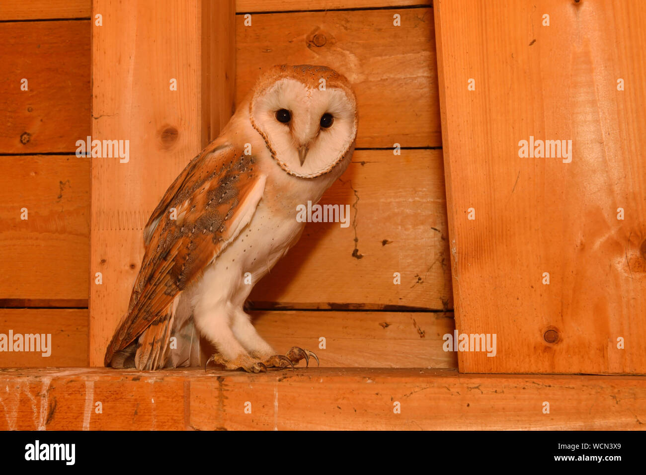 Wild young Barn Owl (Tyto alba) sitting, resting in the wooden truss of a church, wildlife, Europe. Stock Photo