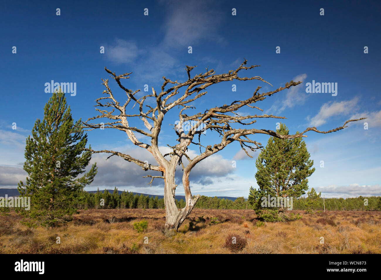 Dead Scots pine tree (Pinus sylvestris) in moorland / heath, Cairngorms National Park, Badenoch and Strathspey, Scotland, UK Stock Photo