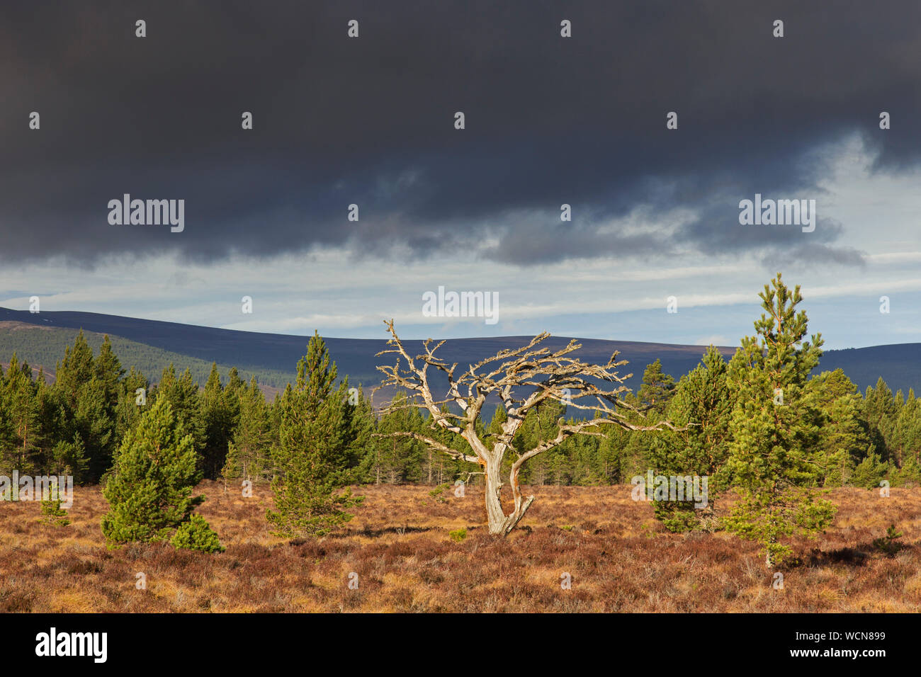 Dead Scots pine tree (Pinus sylvestris) in moorland / heath, Cairngorms National Park, Badenoch and Strathspey, Scotland, UK Stock Photo