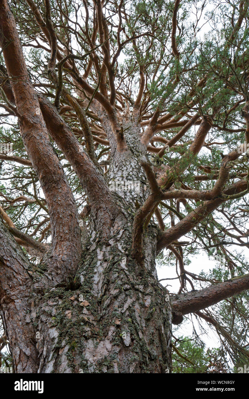 Worm's eye view over trunk and branches of old Scots pine tree (Pinus