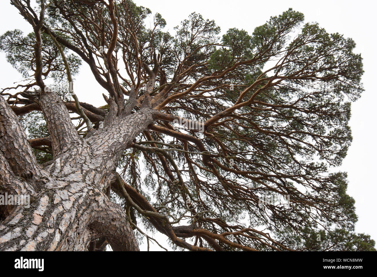 Worm's eye view over trunk and branches of old Scots pine tree (Pinus sylvestris) in Caledonian forest, Highlands, Scotland, UK Stock Photo