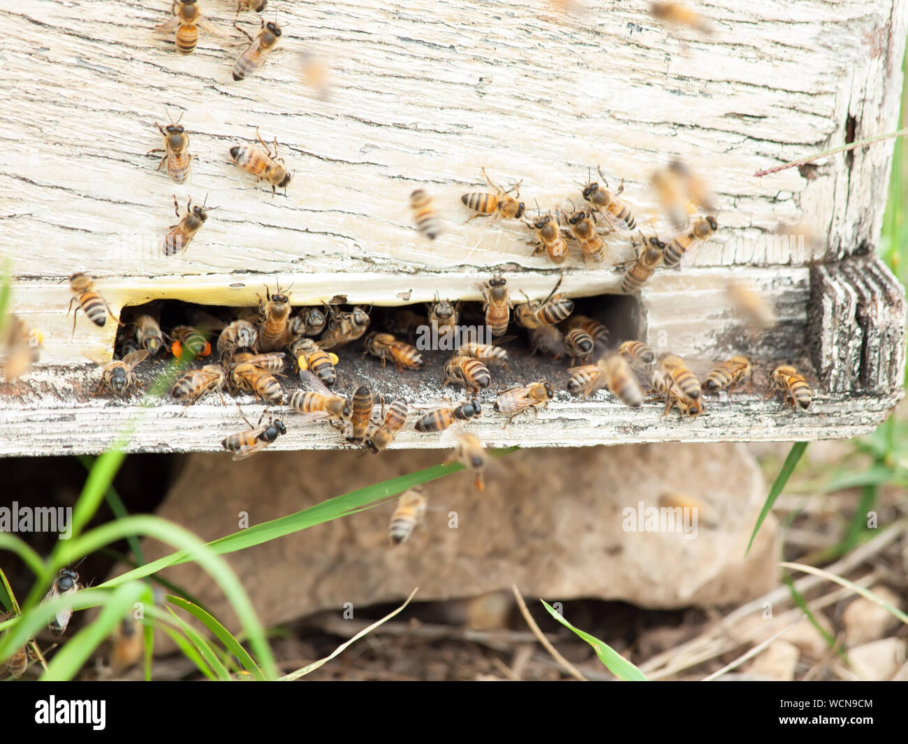 Close-up Of Honeybees On Beehive Stock Photo