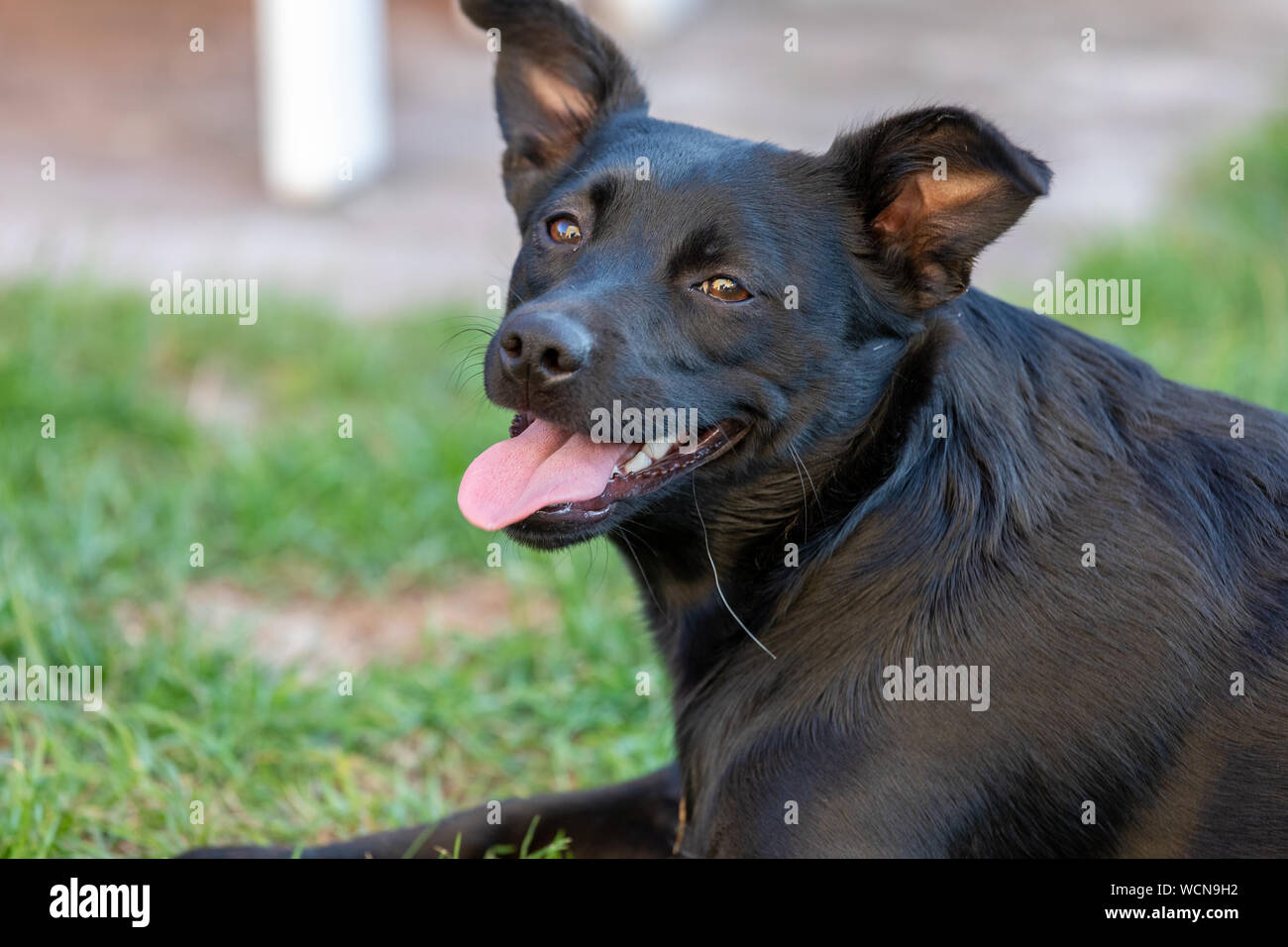 A little black dog outdoors in green grass. The dog is a mixed of a Labrador retriever. Stock Photo