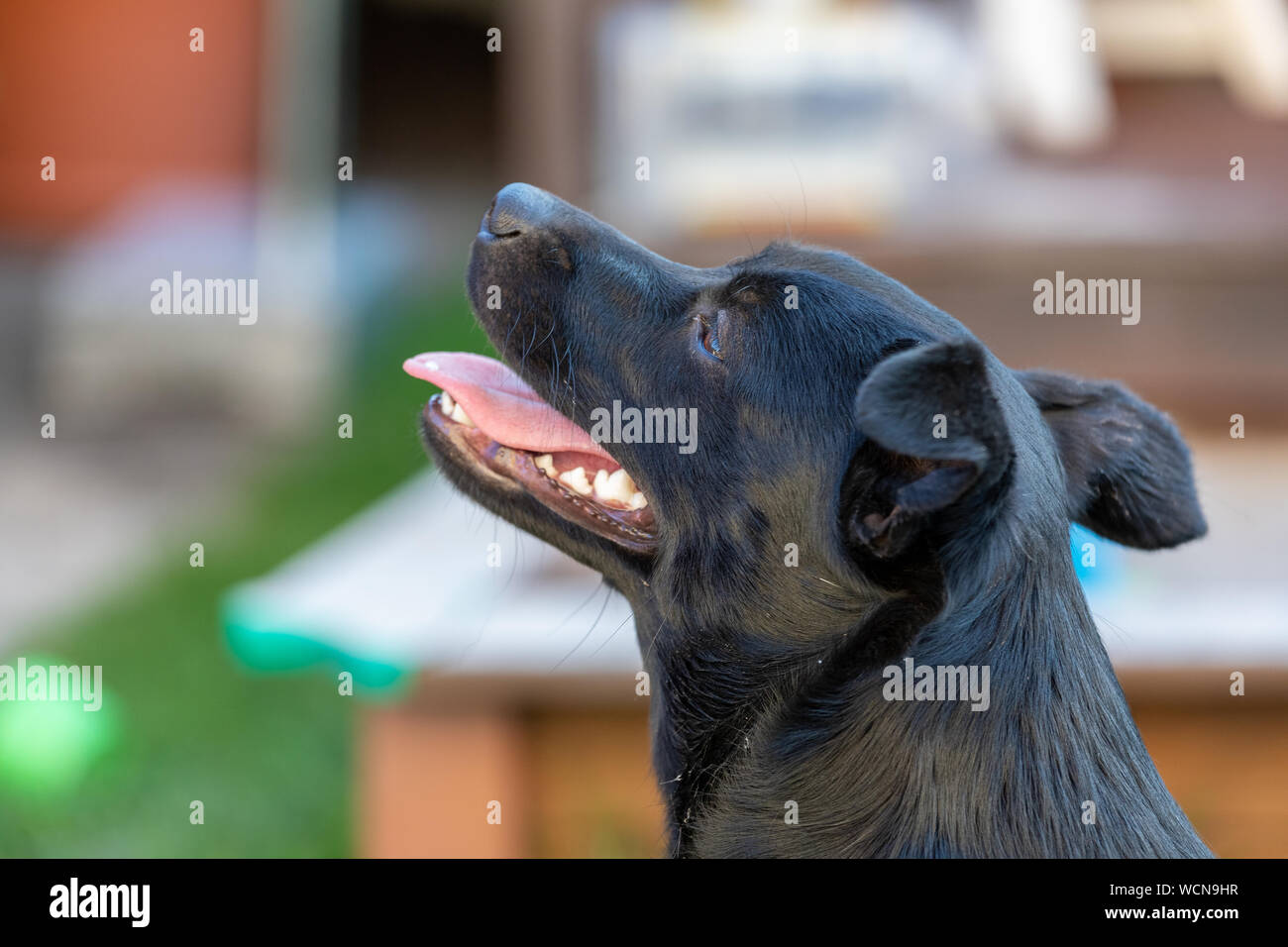 A little black dog outdoors in green grass. The dog is a mixed of a Labrador retriever. Stock Photo