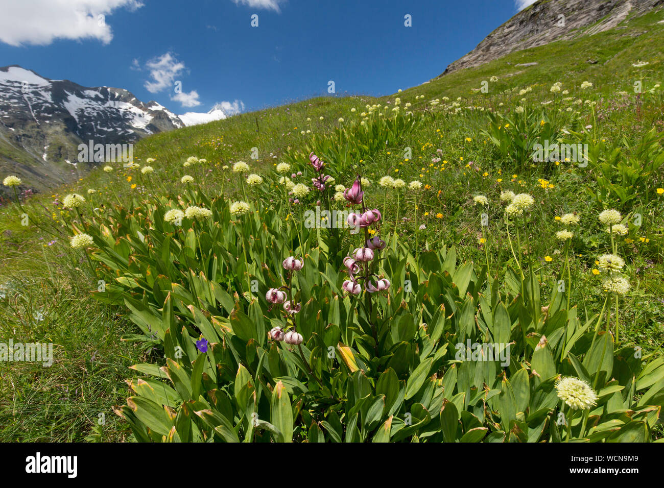 Victory onion / Alpine leek / Alpine broad-leaf allium (Allium victorialis) and martagon lily / Turk's cap lily (Lilium martagon) in flower, Austria Stock Photo