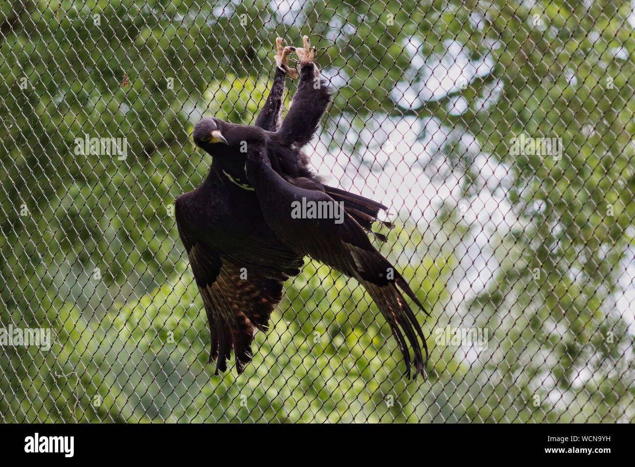 Eagle Hanging Stock Photos Eagle Hanging Stock Images Alamy