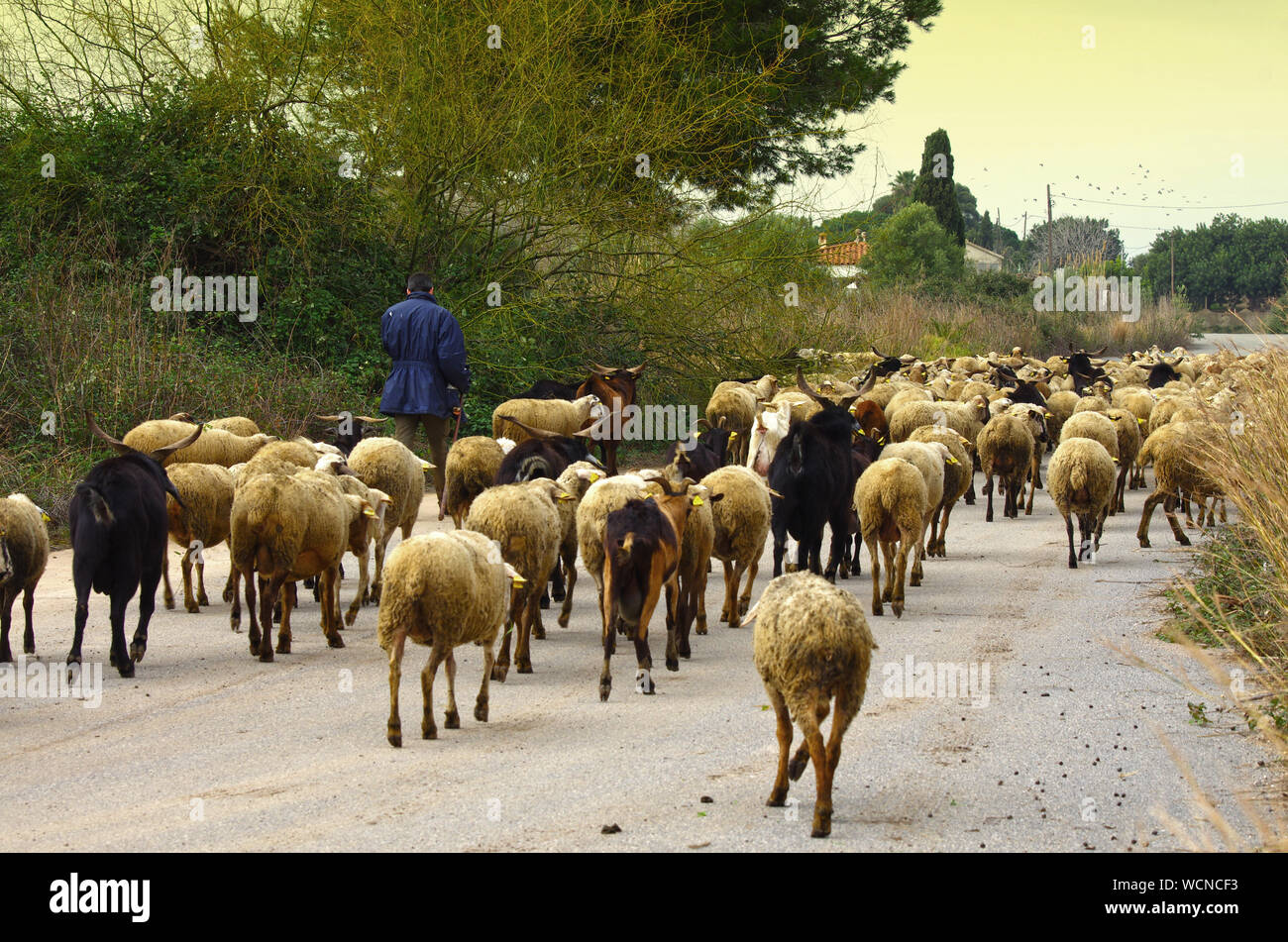 Shepherd Walking With Flock Of Sheep On Road Stock Photo