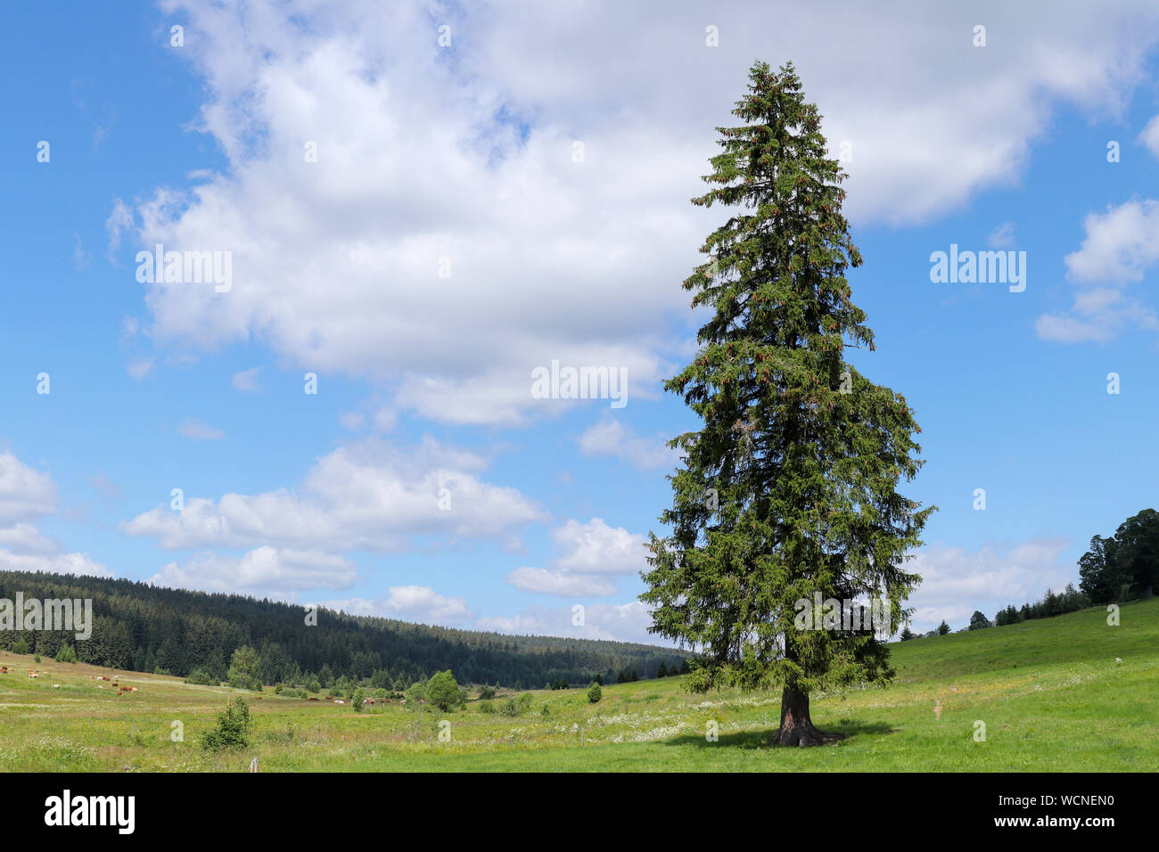 Landscape view in the Sumava National Park - Bohemian Forest Stock Photo