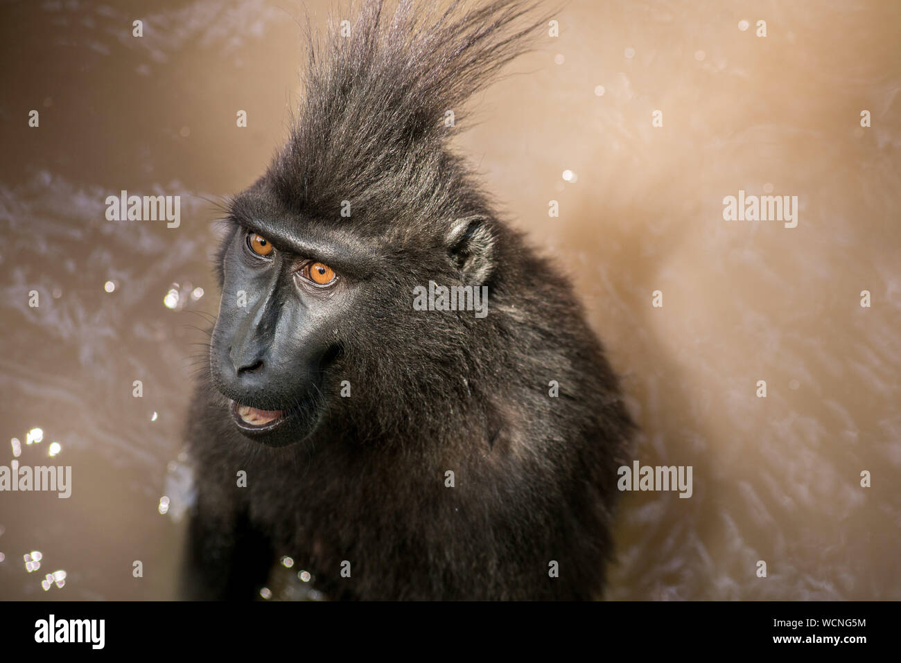 Close-up Of Baboon In Water Stock Photo - Alamy