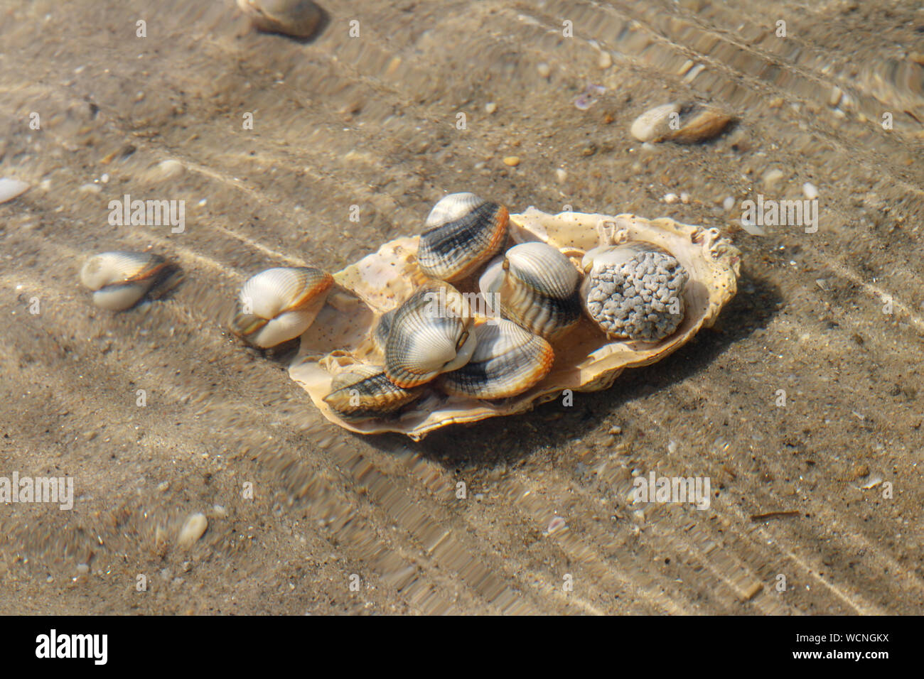 Common cockles underwater on seabed species of edible saltwater clams