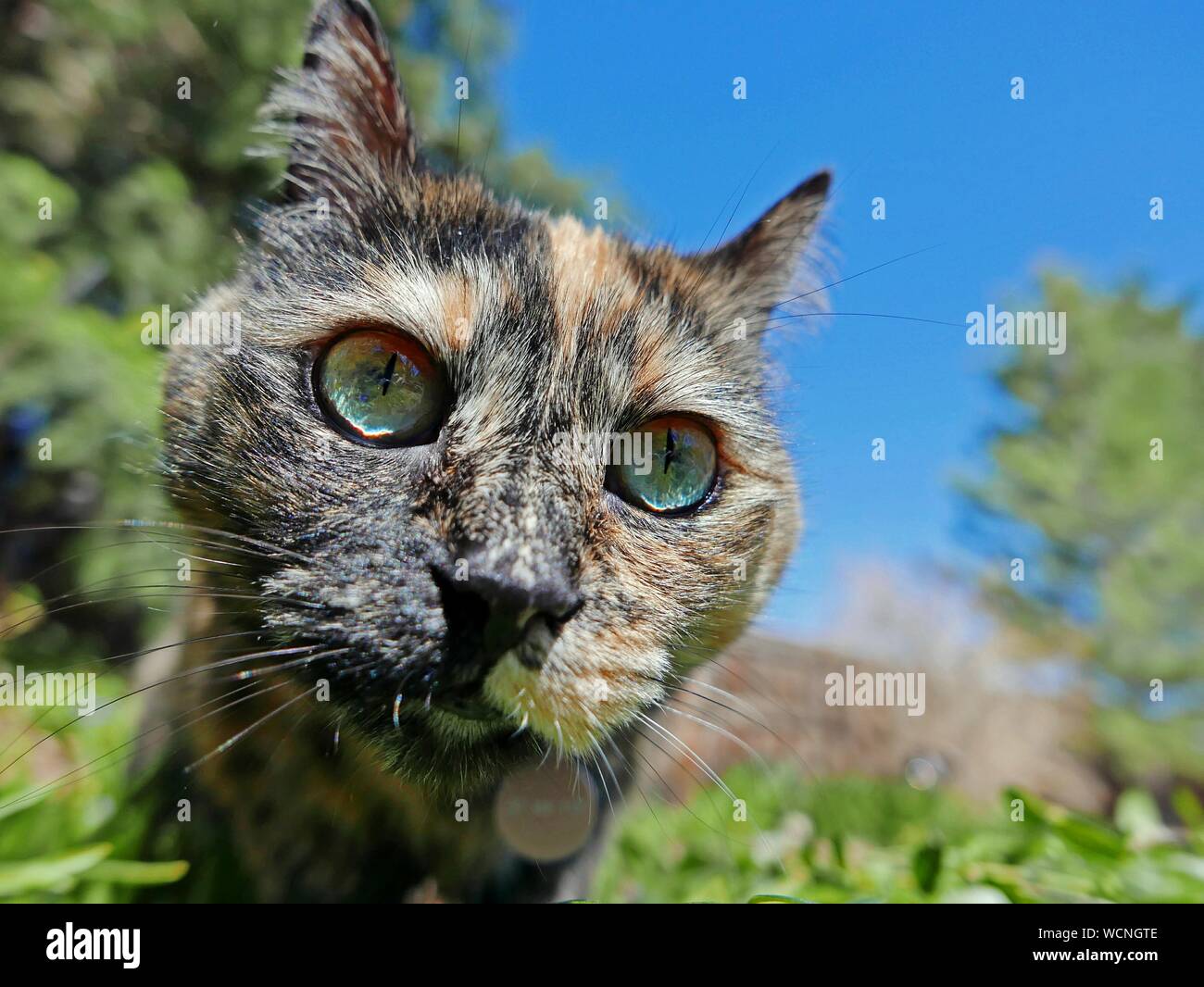 Close-up Of Curious Cat In Back Yard Stock Photo