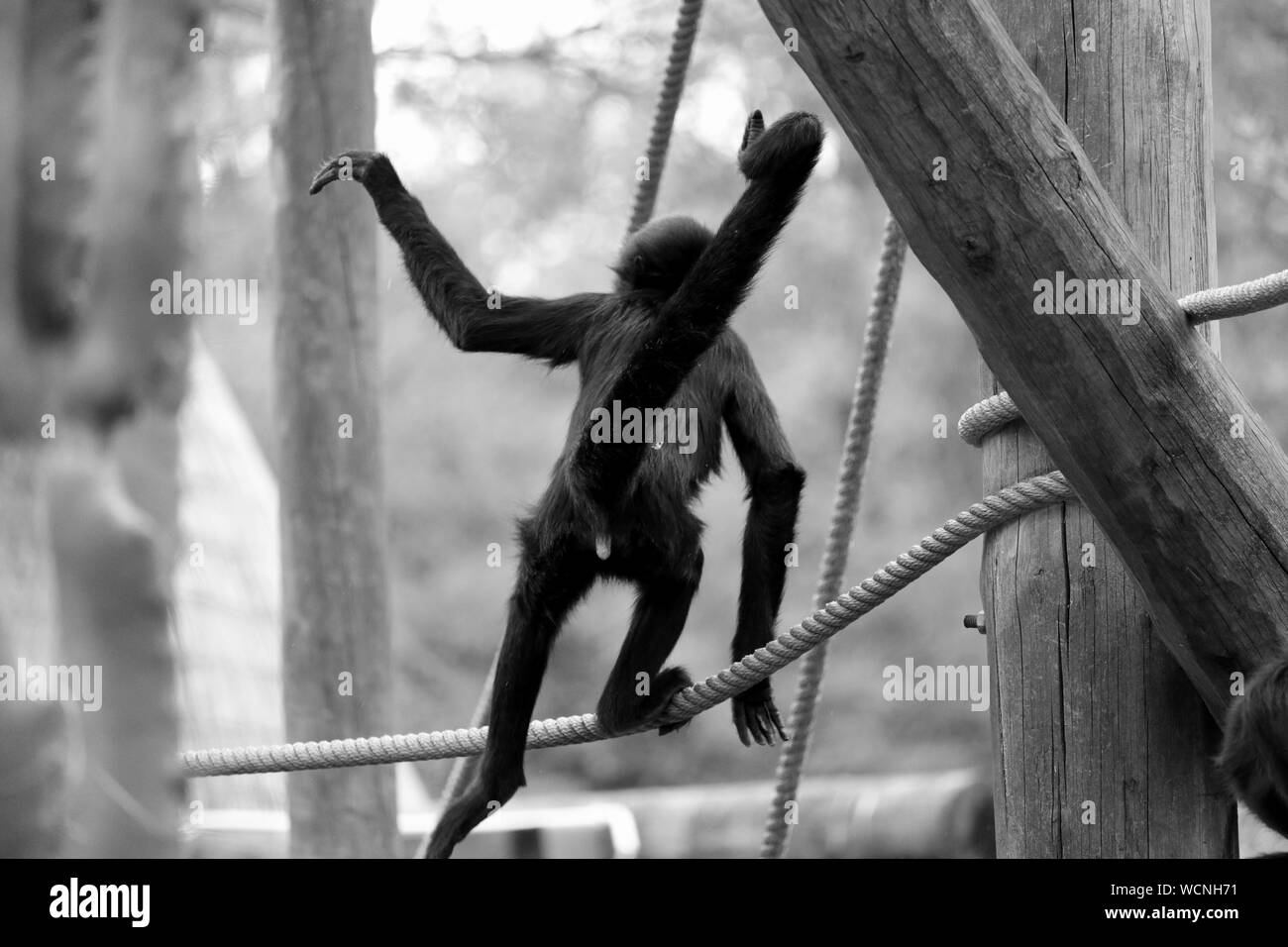 Walking On Rope High Resolution Stock Photography and Images - Alamy