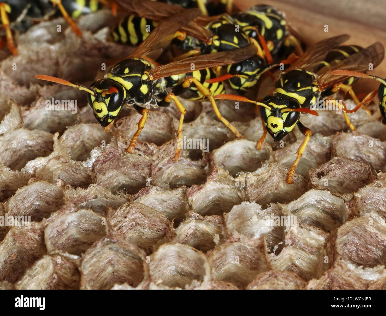 close up of wasp nest with copy space Stock Photo