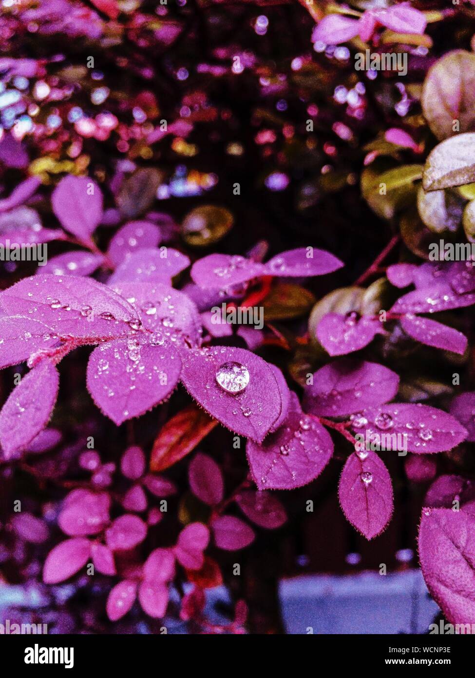 Close-up Of Water Drops On Flowers Stock Photo