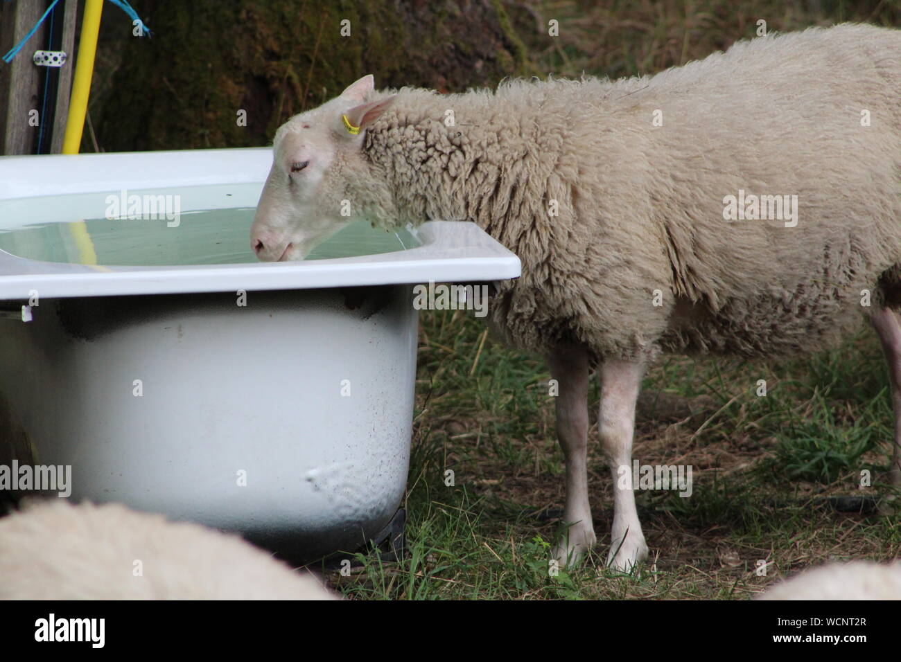 Sheep drinking water hires stock photography and images Alamy