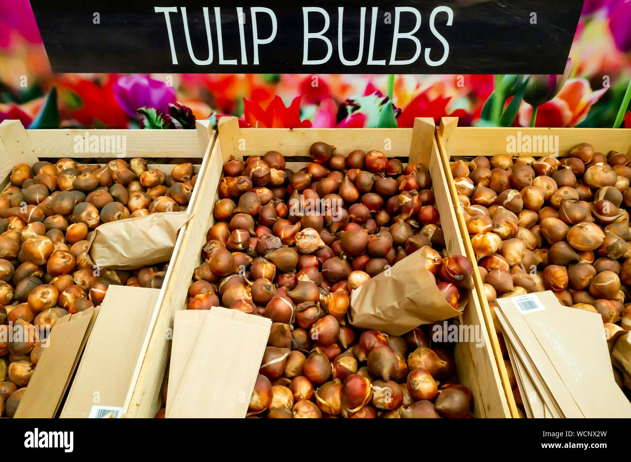 Garden Centre display of Tulip Bulbs for Autumn planting to give flowers next spring Stock Photo