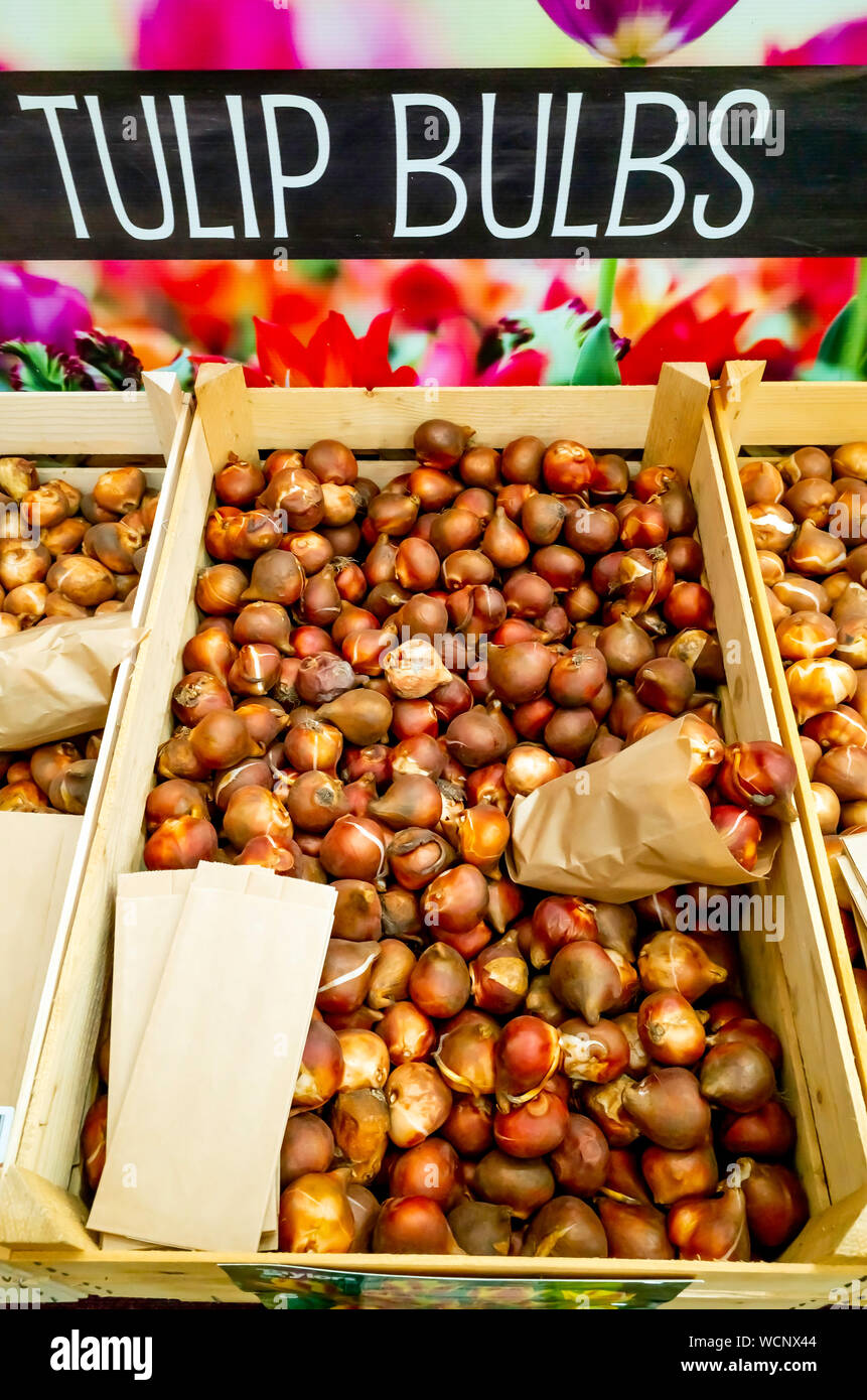 Garden Centre display of Tulip Bulbs for Autumn planting to give flowers next spring Stock Photo