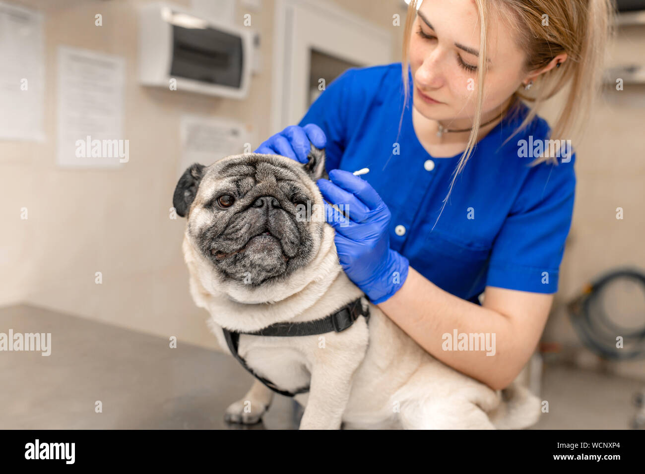 Young professional female veterinarian doctor clean ears of pug dog in