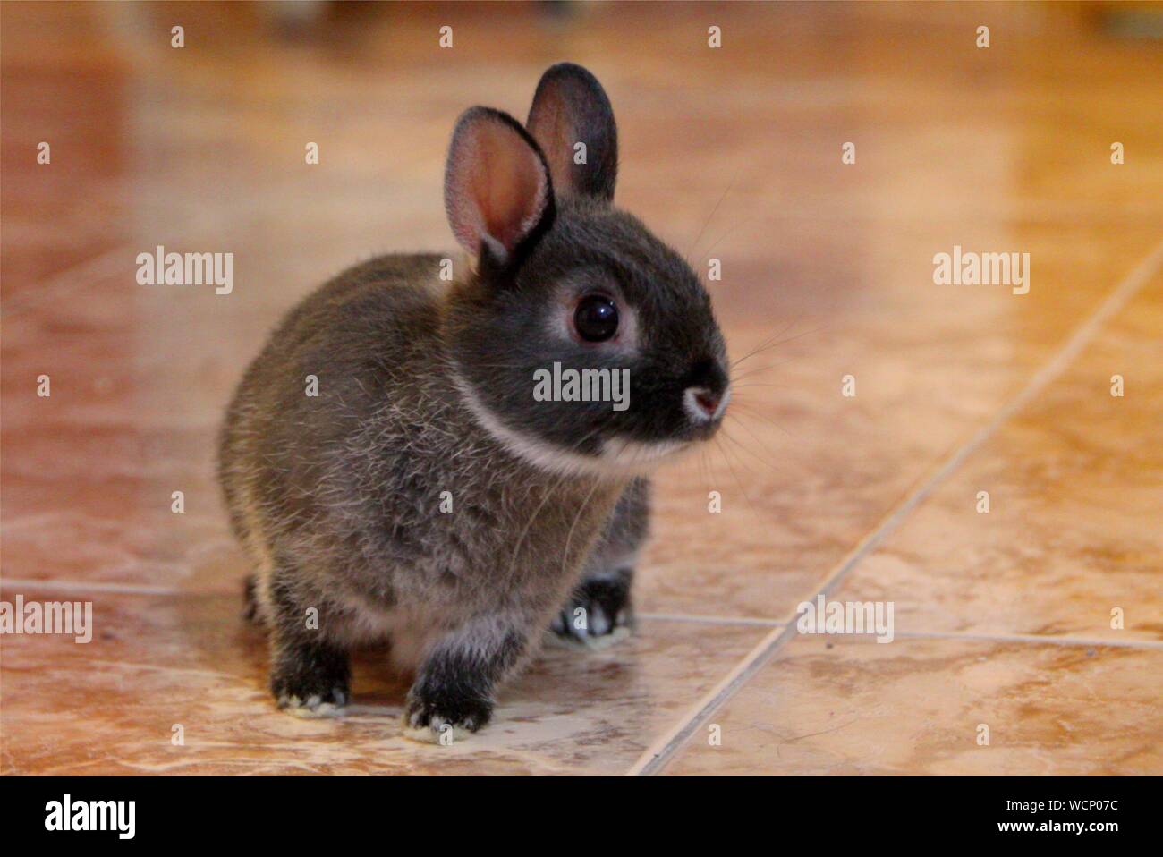Close-up Of Bunny On Floor Stock Photo