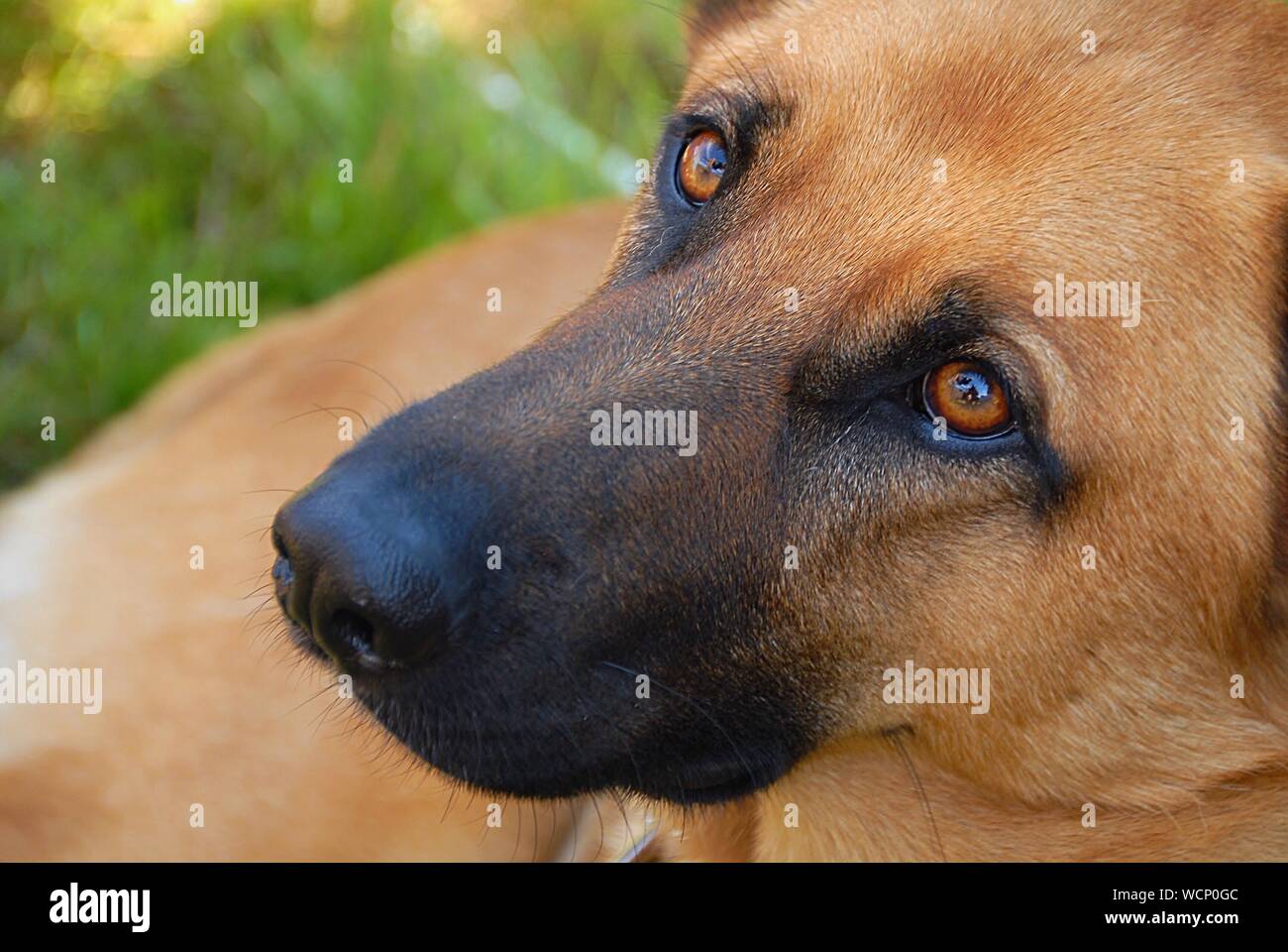 Black mouth cur hi-res stock photography and images