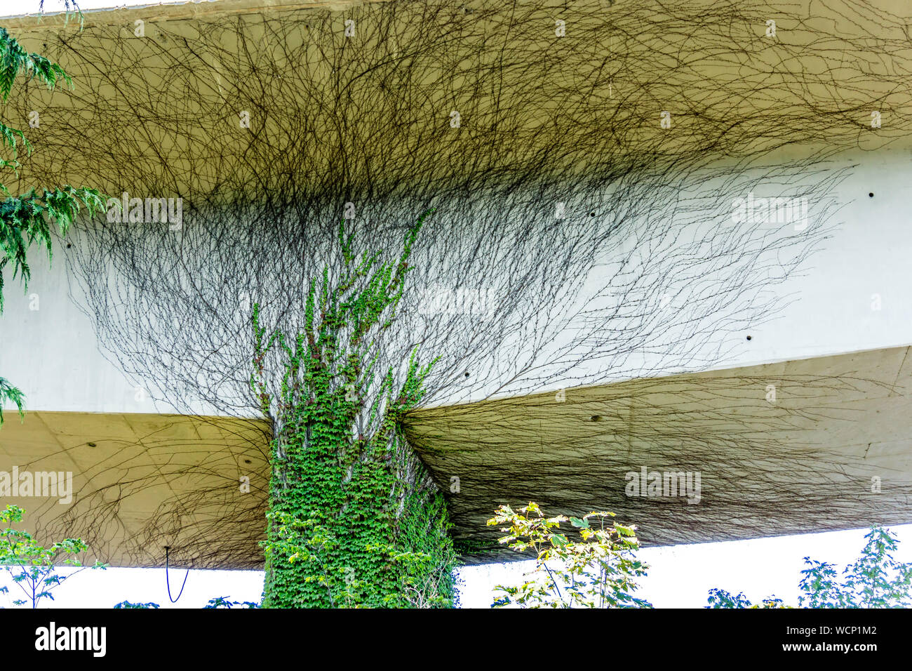 Vines grow under a highway in Seattle, Washington Stock Photo Alamy