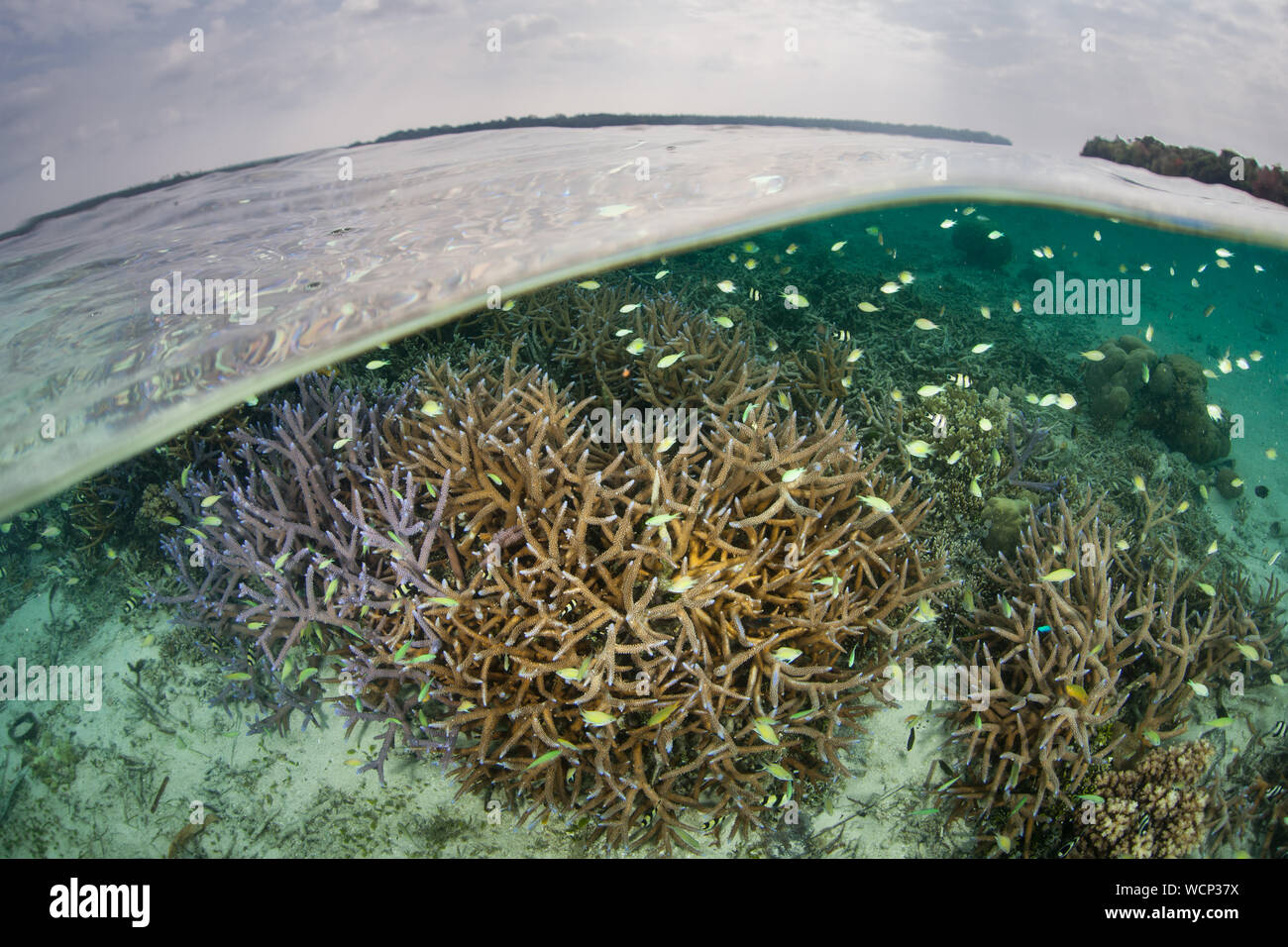 Reef fish and fragile corals thrive amid the Solomon Islands. This remote Melanesian region is part of the Coral Triangle due to its biodiversity. Stock Photo