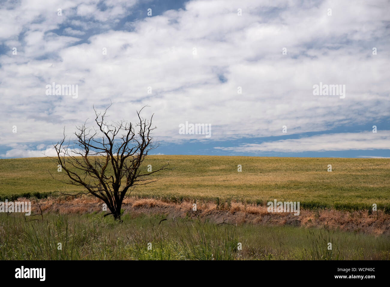 Central Oregon Wheat Country Stock Photo