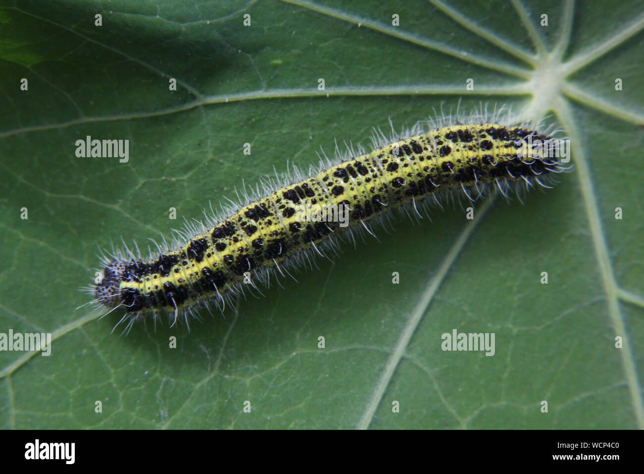 Hairy cabbage white caterpillar crawling across a nasturtium leaf Stock Photo