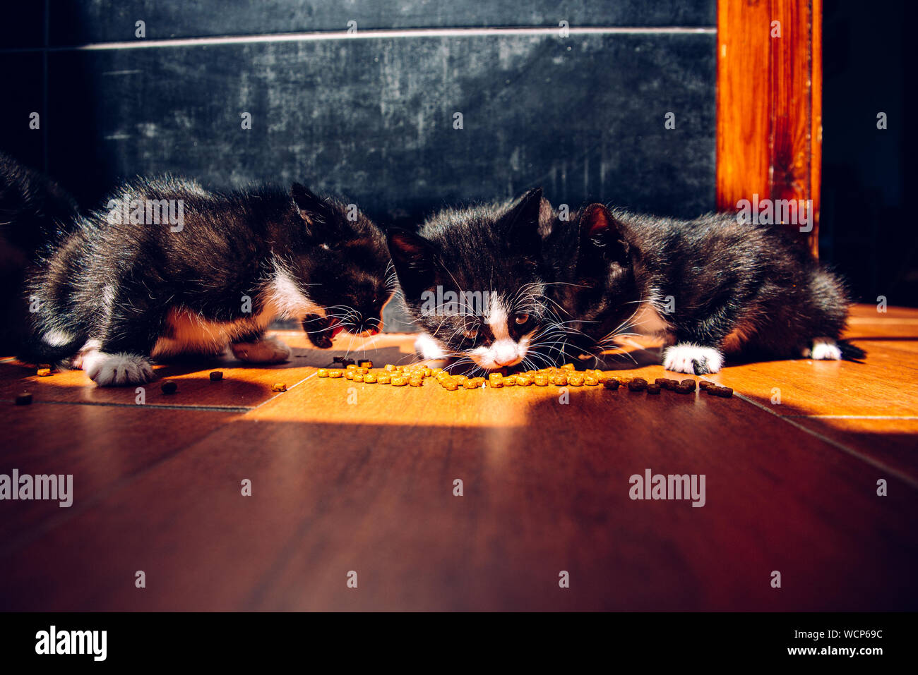 Litter of kittens eating on the ground in the sun with dark background