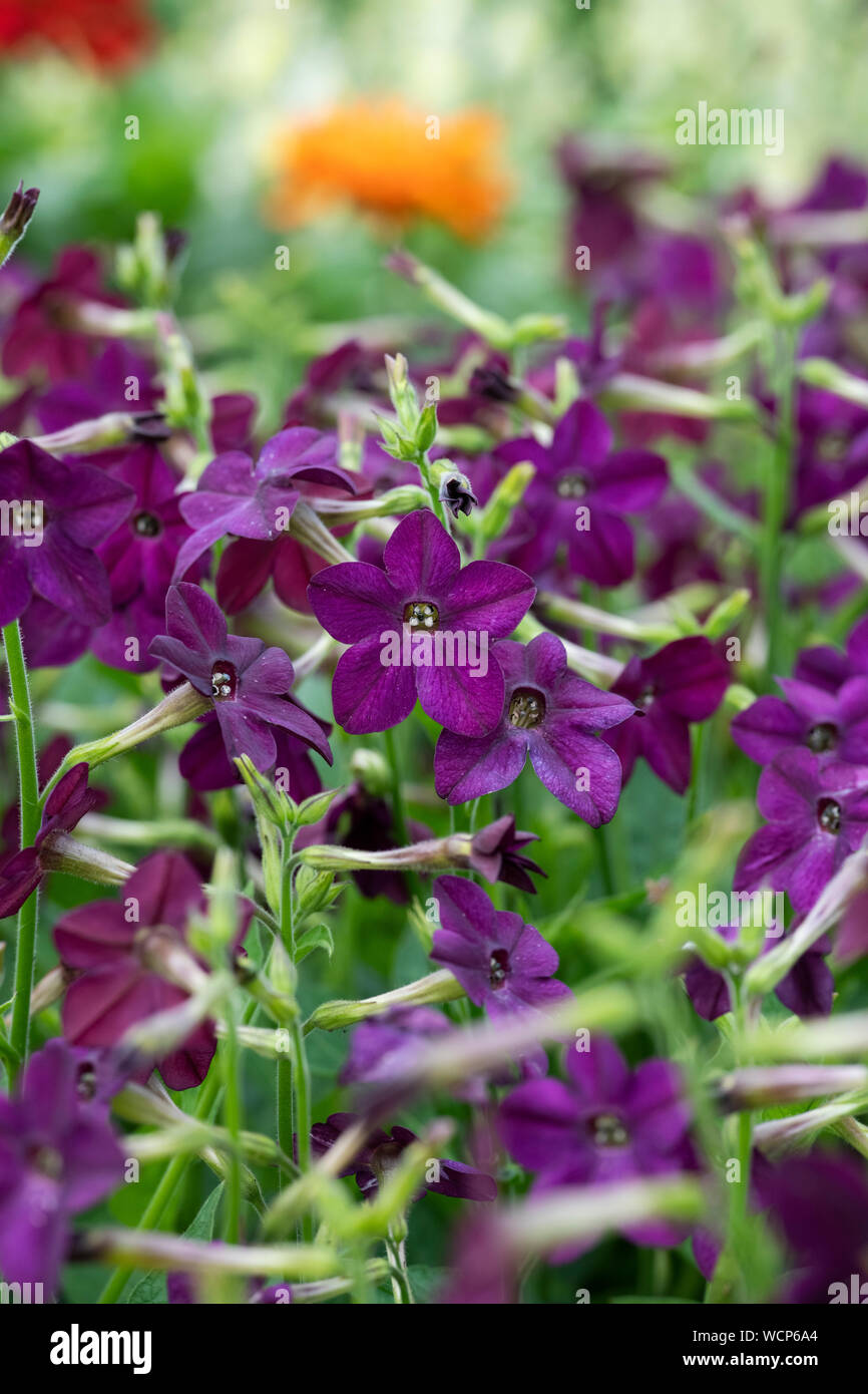 Nicotiana x sanderae 'Perfume Deep Purple'. Tobacco plant flowers Stock Photo
