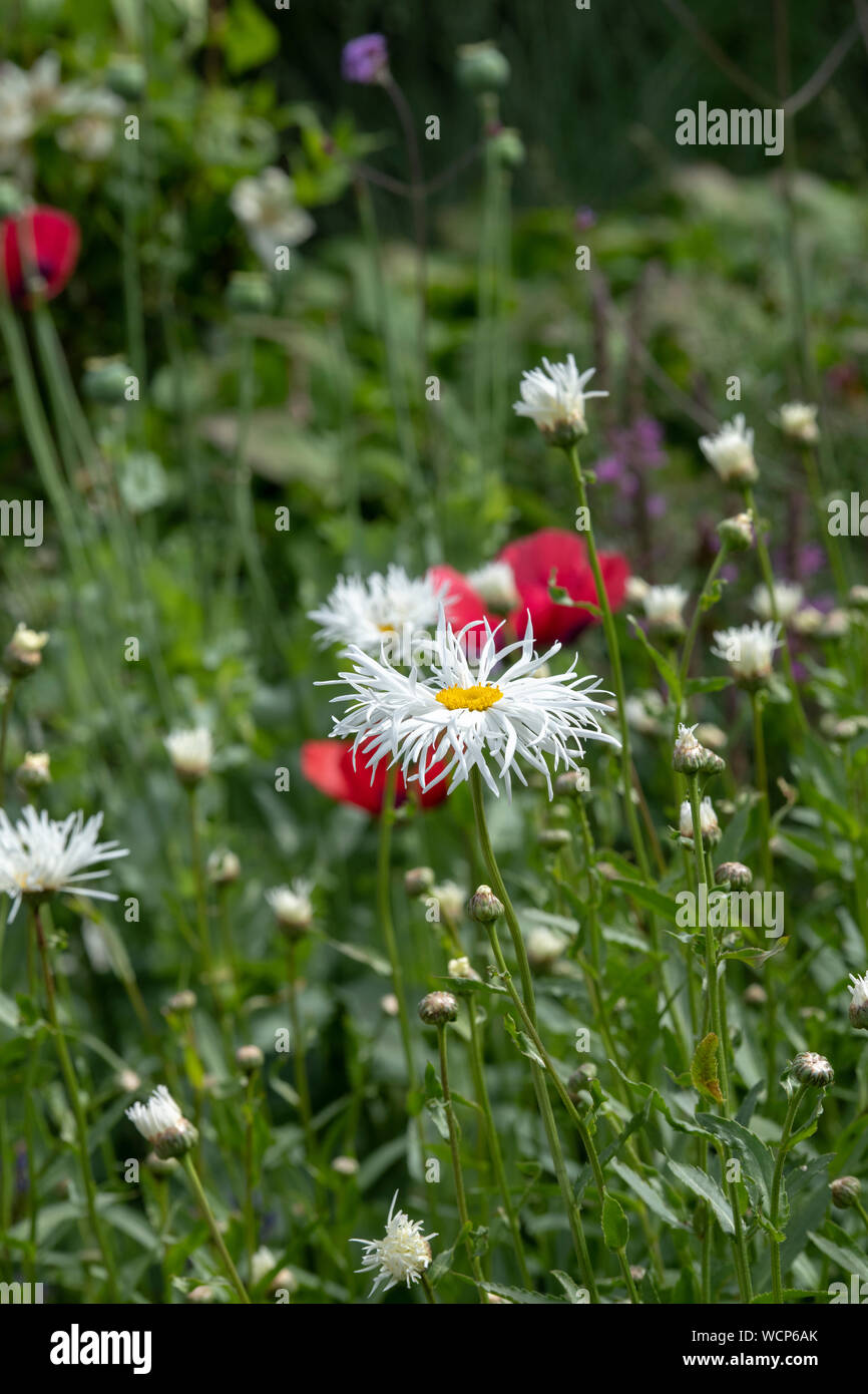 Leucanthemum x superbum ‘Phyllis smith'. Shasta daisy flower. Marguerite ‘Phyllis smith’. Chrysanthemum maximum ‘Phyllis smith’ Stock Photo