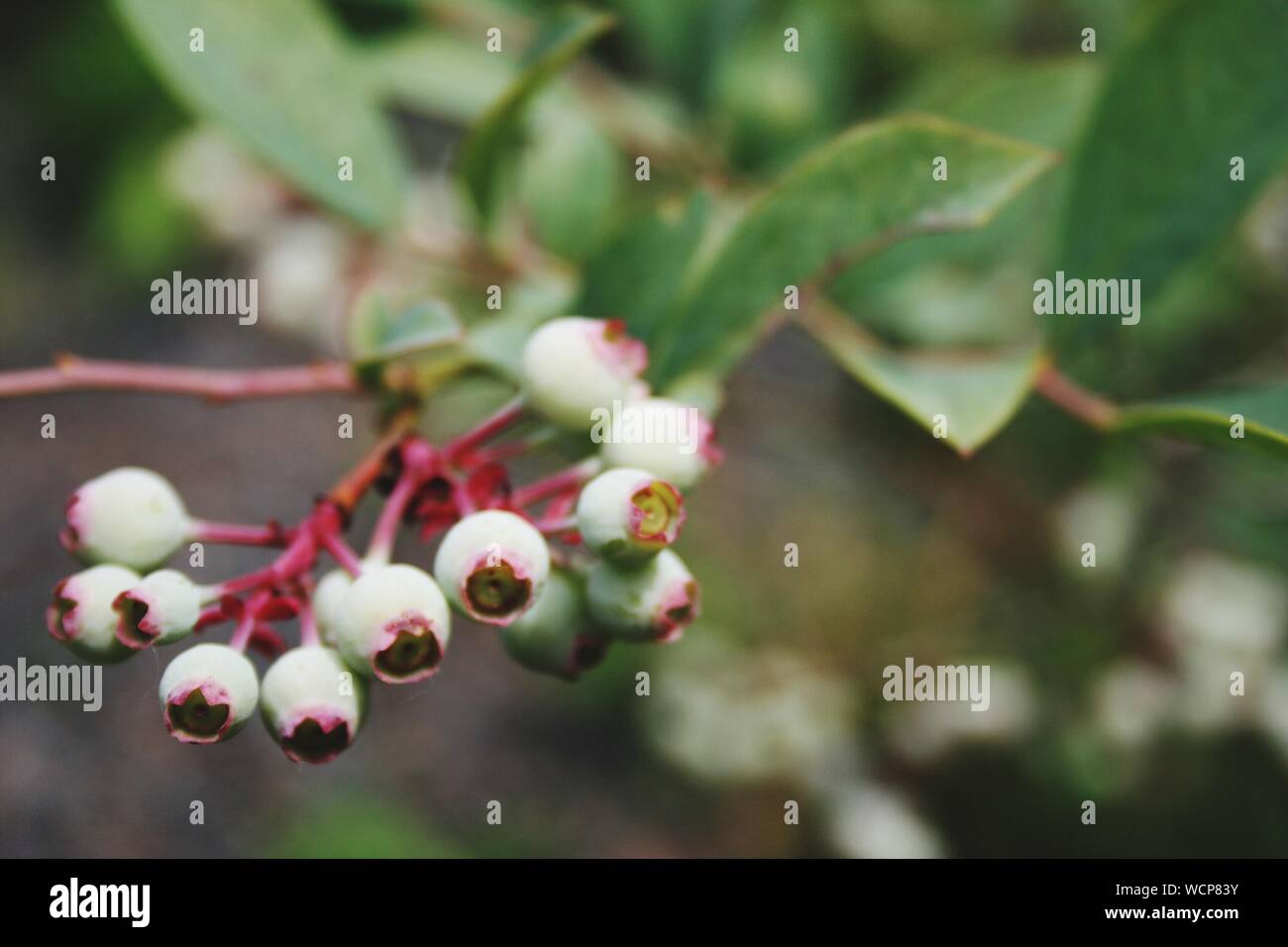 Blueberry bud hires stock photography and images Alamy