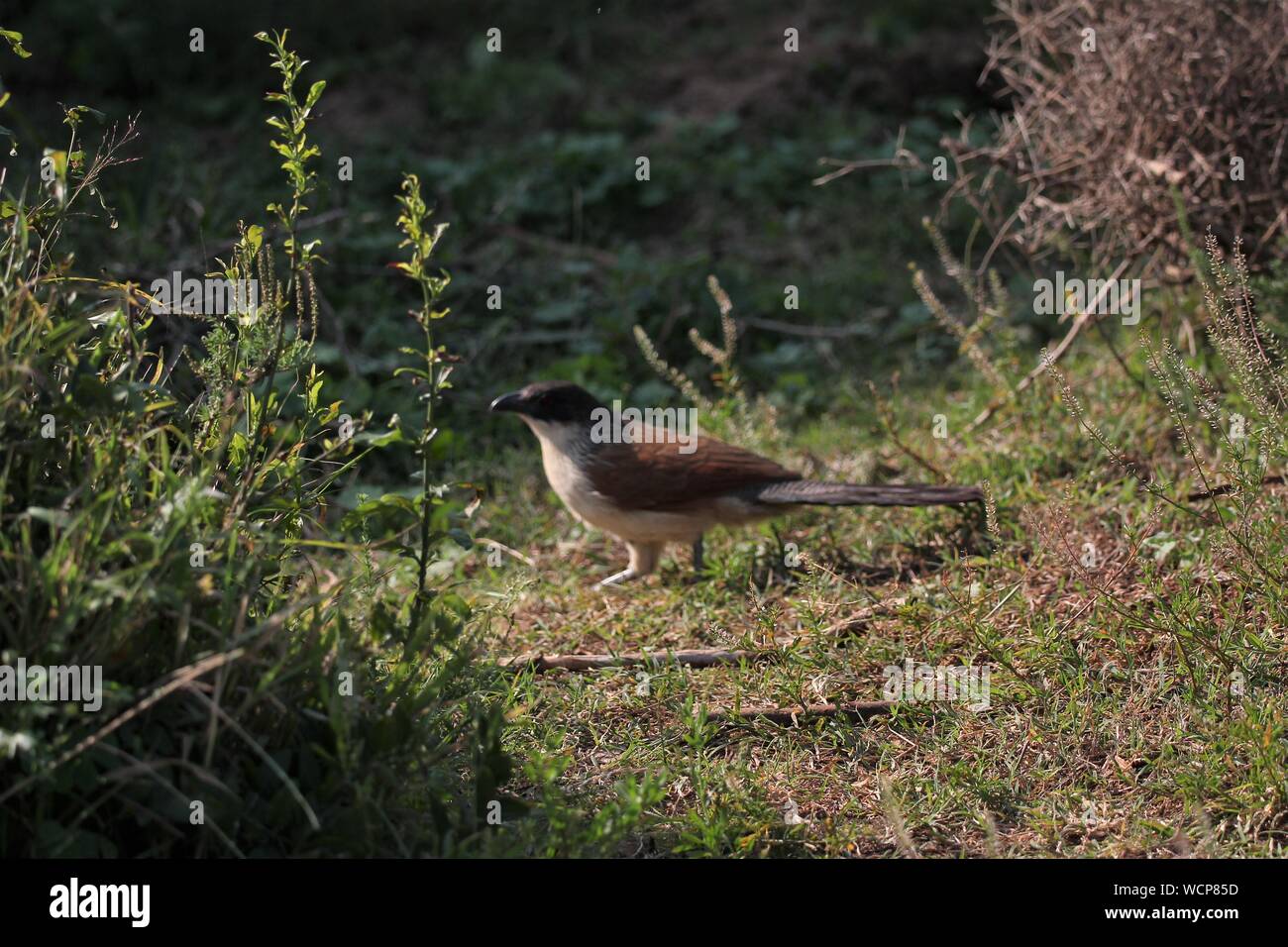 Burchell's Coucal (Centropus burchelli) walking on the ground at Addo Elephant National Park, Eastern Cape, South Africa Stock Photo