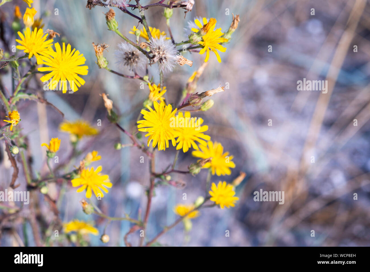 wild flowers in a summer field of Tuzly Lagoons national park, Ukraine Stock Photo