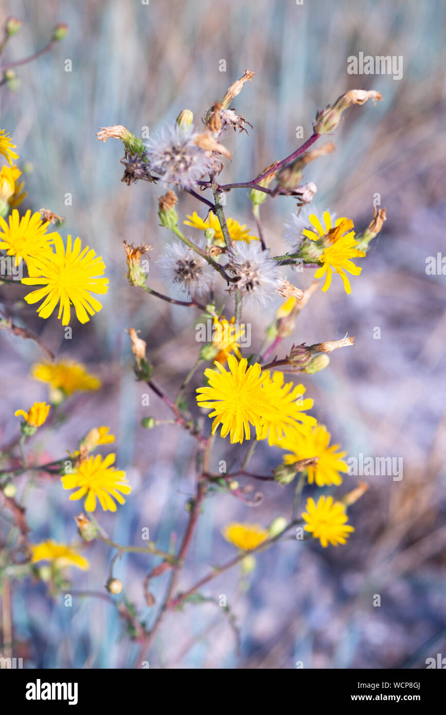 wild flowers in a summer field of Tuzly Lagoons national park, Ukraine Stock Photo