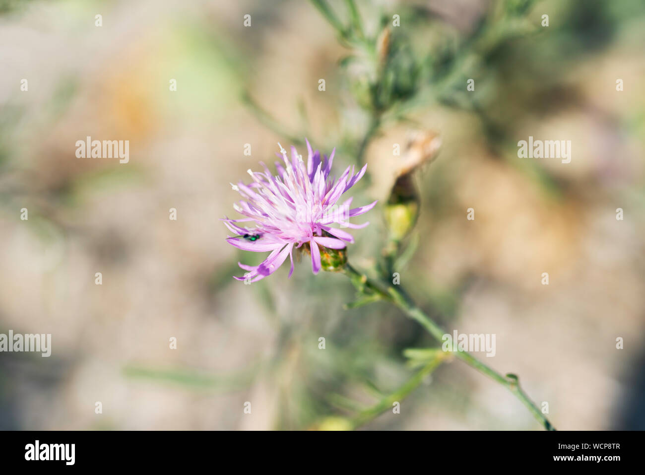 wild flowers in a summer field of Tuzly Lagoons national park, Ukraine Stock Photo