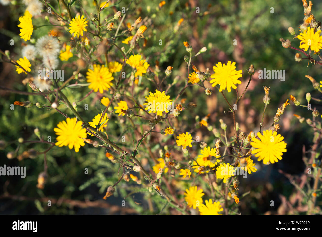 wild flowers in a summer field of Tuzly Lagoons national park, Ukraine Stock Photo